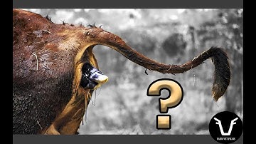 WHEN TO ASSIST A CALVING | TECHNICAL #47