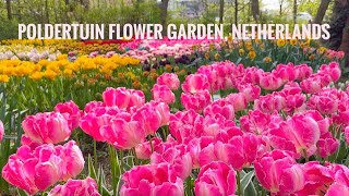 🌷Mini Keukenhof - 🆓 💶 FREE Poldertuin flower garden in Anna Paulowna, Netherlands 🇳🇱 - April 2024