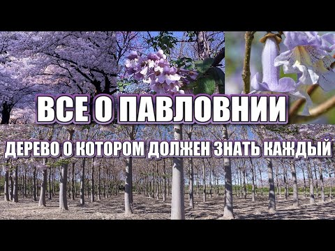 ВСЕ О ПАВЛОВНИИ. ПАВЛОВНИЯ - ДЕРЕВО, О КОТОРОМ ДОЛЖЕН ЗНАТЬ КАЖДЫЙ!