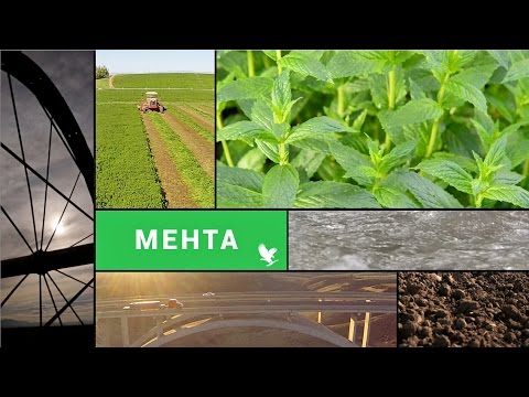 Видео: Етерични масла във фермата