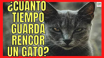 ¿Cuánto tiempo puede estar traumatizado un gato?