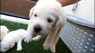 Labrador Puppies Open Their Eyes For The 1st Time!