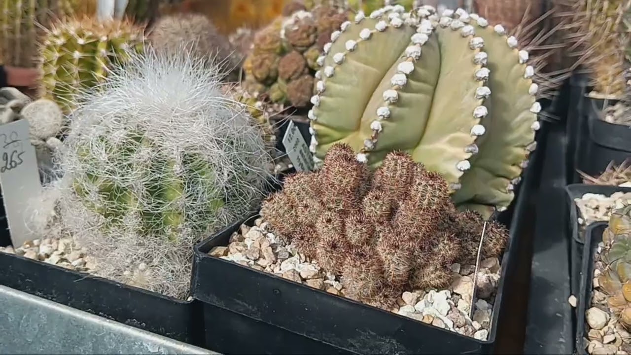 Выводим кактусы из зимовки.Первый весенний полив кактусов.Литопсы.