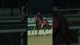 Behind the scenes of KABIRKHAN’s Meydan work this morning 👀#DWC24