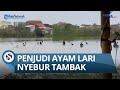 Arena Sabung Ayam Digerebek Polisi, Warga dan Ayamnya Kocar kacir Mencebur Sungai