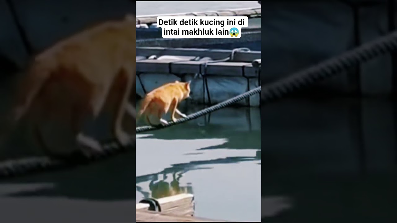 kasian si kucing kaget 😰#cat #shorts