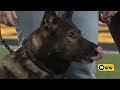 K9 Officer Jago Retires After 9 Years Of Service