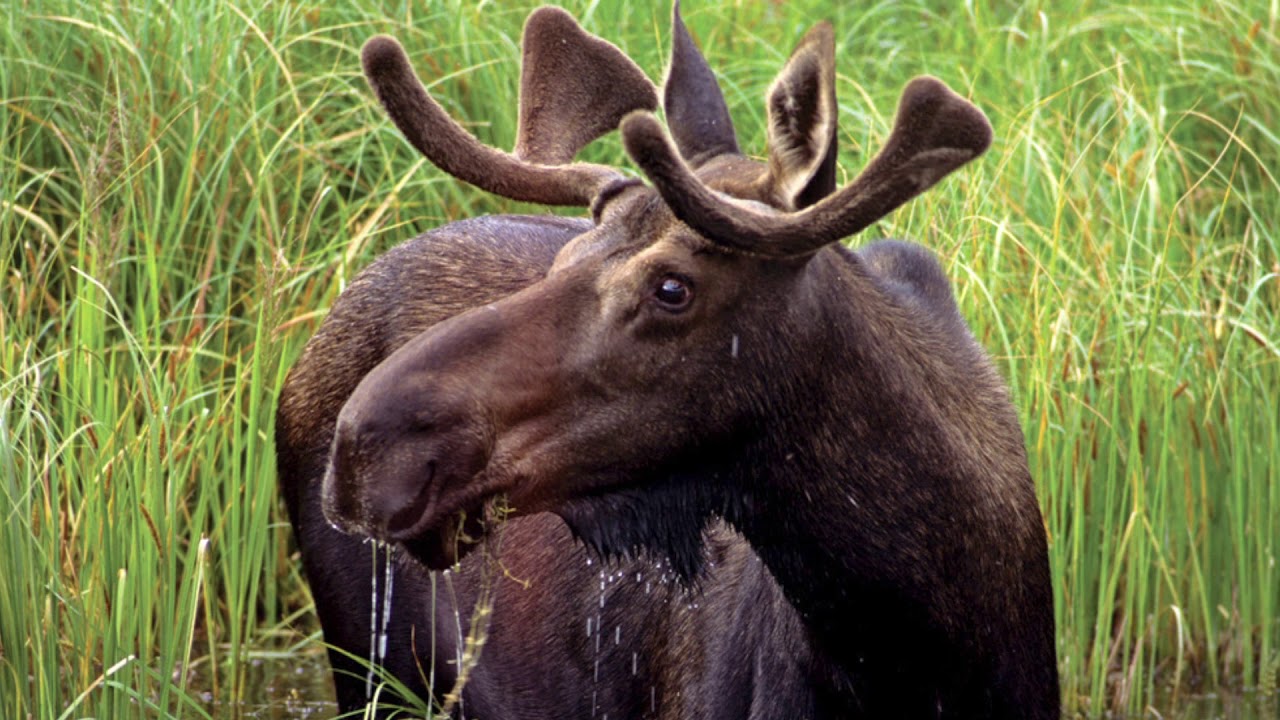 тропа лося. тропы лося. тропа лосей новгородская область. тропы лося. лось намаконов скульптура.