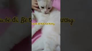 Yêu bé nào. Bé đang thiếu tình thương #chibatv #happy #cat #xuhuongyoutube #meo #catlover #cutecat