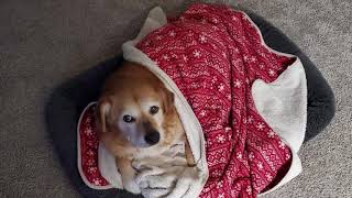 RIP to my sweet girl 💔💔