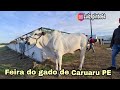 FEIRA DO GADO DE CARUARU PE TERÇA FEIRA 06/04/2021