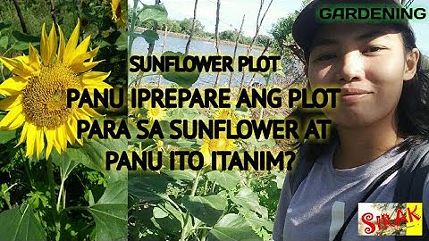 Sunflower Plot Preparation