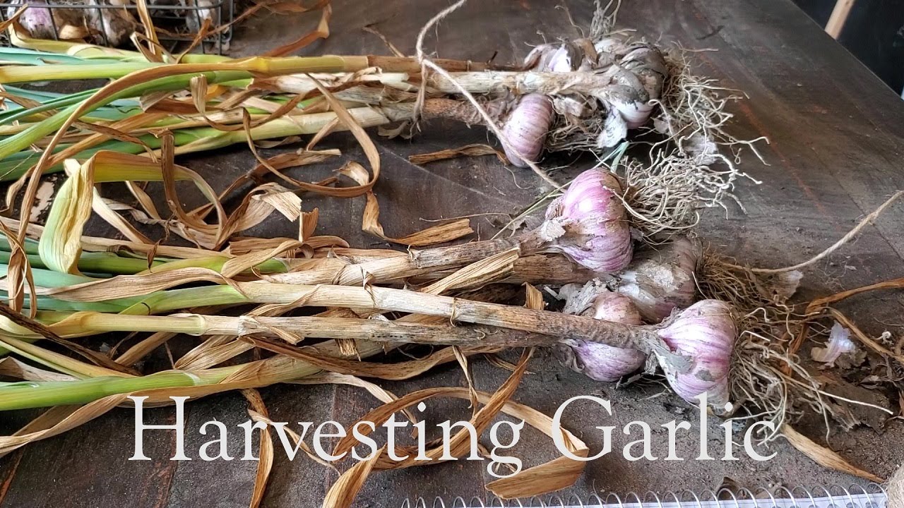 Harvesting Garlic YouTube