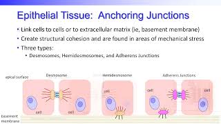 BIO 1100 – Unit 4 Histology   Epithelial Cell Junctions