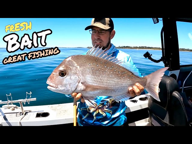 How to Catch SNAPPER with Fresh BAIT 