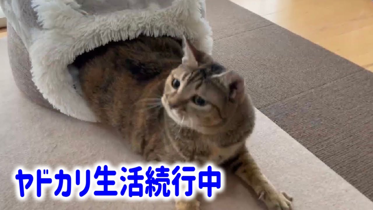 空飛ぶキジトラ猫