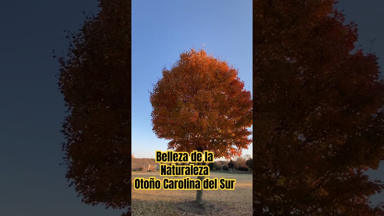 Belleza de la Naturaleza, Otoño Carolina del Sur 