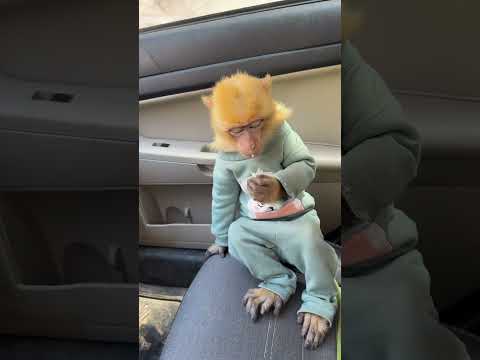 بداره بوظت الدنيا حيوانات ابو اسيا