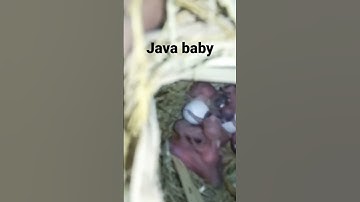 java baby #java  #javacolony #javabirds  @Njm505