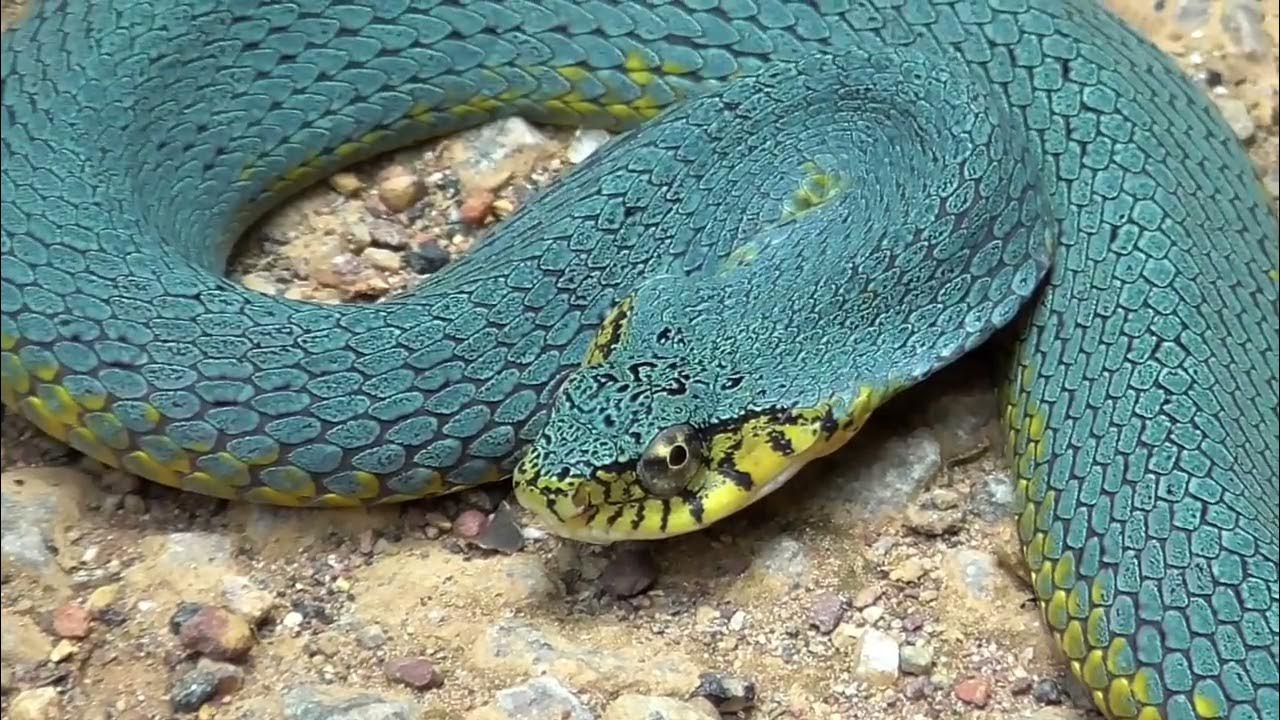 Xenodon werneri YouTube