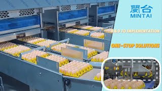 20 Years of Expertise: MINTAI Machinery Professional Egg Processing Equipment Manufacturer!