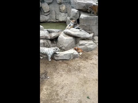 Video: Tiny Tiger afgewezen door zijn moeder vindt nieuwe hoop met de geacteerde Labrador Mama