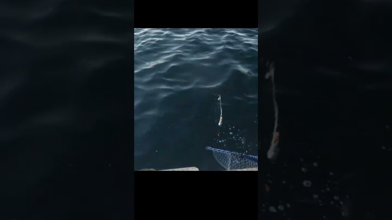 Pche du calamar en Normandie