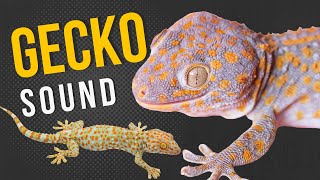 Gecko Sound | Tokay Gecko |Tokek | Spooky Gecko Sound