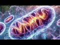 "Are We Controlled by Mitochondria? The Hidden Power Inside You!"