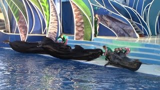 Dolphin Island Christmas at SeaWorld San Diego (12/18/14)