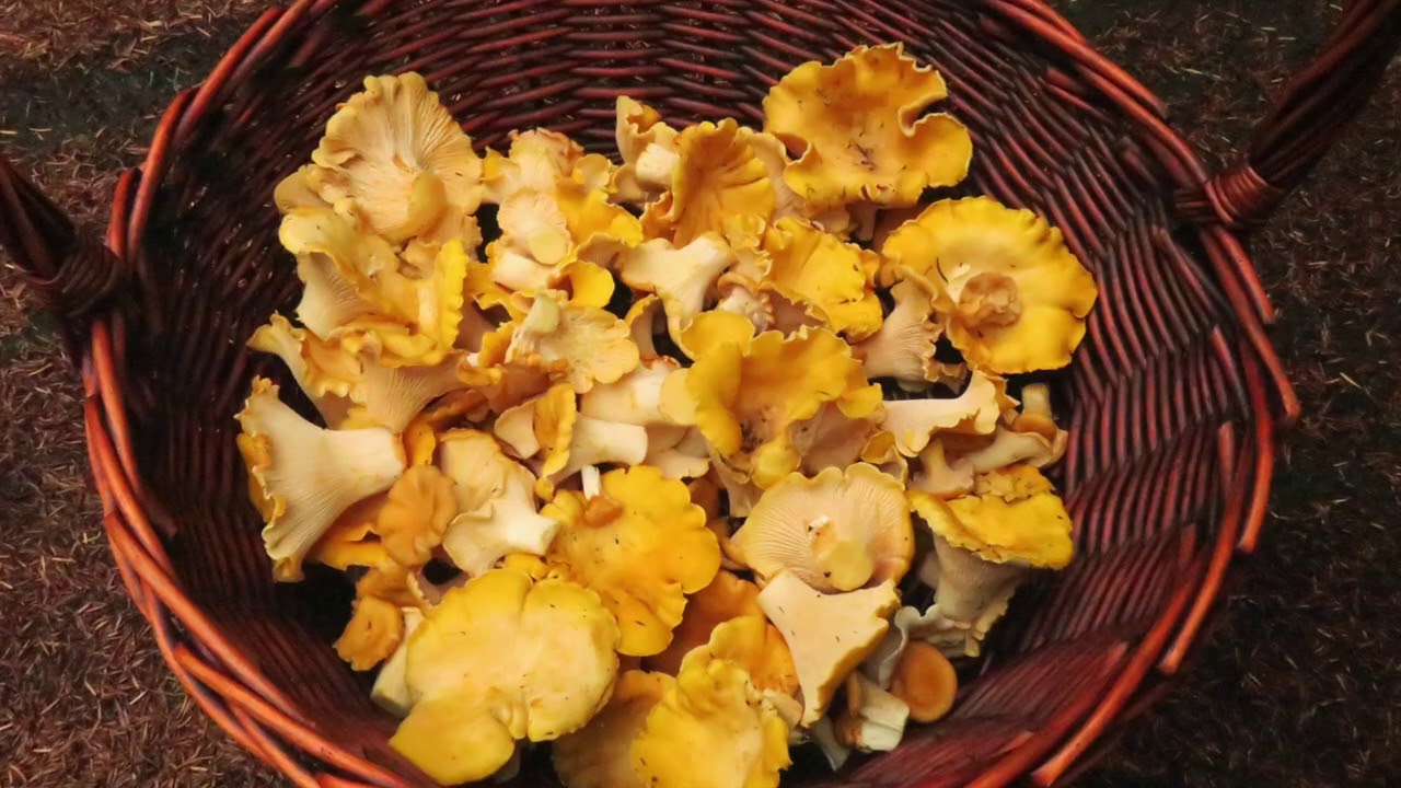 Huge patch of Chanterelle mushrooms on Mt Hood YouTube