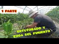 COMO ENTUTORAR Y PODAR LOS PIMIENTOS🫑 1° PARTE | Verdura Vital | ECOLÓGICO