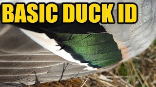 How To Identify Ducks | Hunting Boot Camp