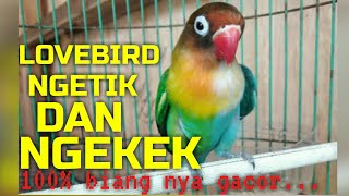 LOVEBIRD GACOR AMPUH UNTUK TERAPI DAN PANCINGAN LOVEBIRD FIGHTER DAN KONSLET NGEKEK PANJANG..