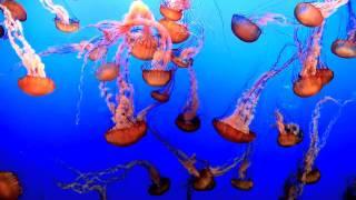 Pictures at an Exhibition: Dance of Jellyfish