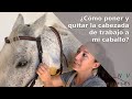 🐴Cómo poner y quitar la cabezada de trabajo a tu caballo PASO A PASO🐴