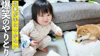 仕事が手につかない理由がこれ…柴犬と2歳児のやりとりが可愛すぎました笑