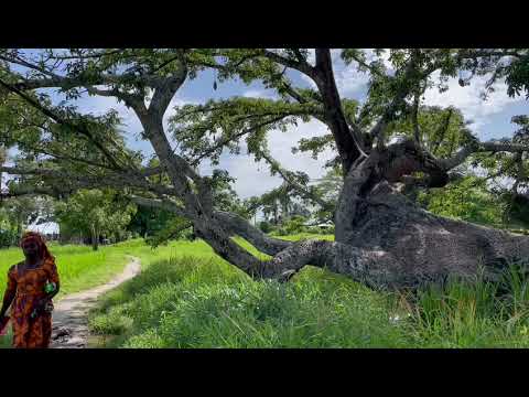 A l'ombre du baobab en Guinée Bissau - video from Balenti
