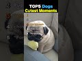 TOP5 Dogs Cutest Moments