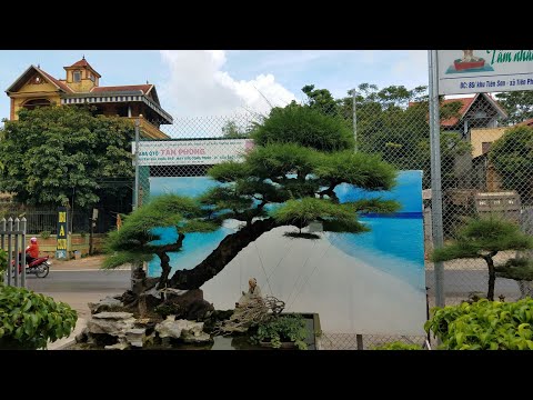 Video SH.420.Cây Phi Lao dáng siêu tuyệt đẹp chỉ có tại vườn... - youtube