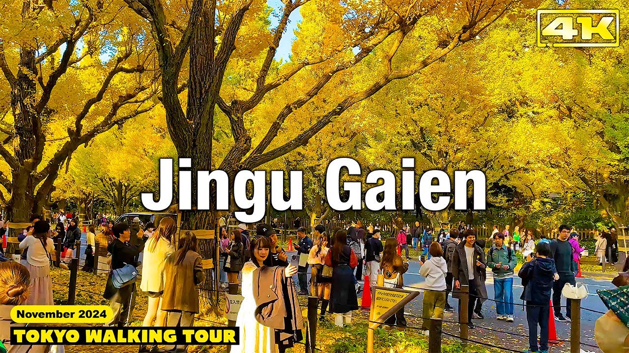 黄金色に輝く銀杏並木【神宮外苑・いちょう並木】歴史ある並木道を歩きましょう Tokyo Walking Tour｜Gingko Tree Line｜ASMR JAPAN TRAVEL