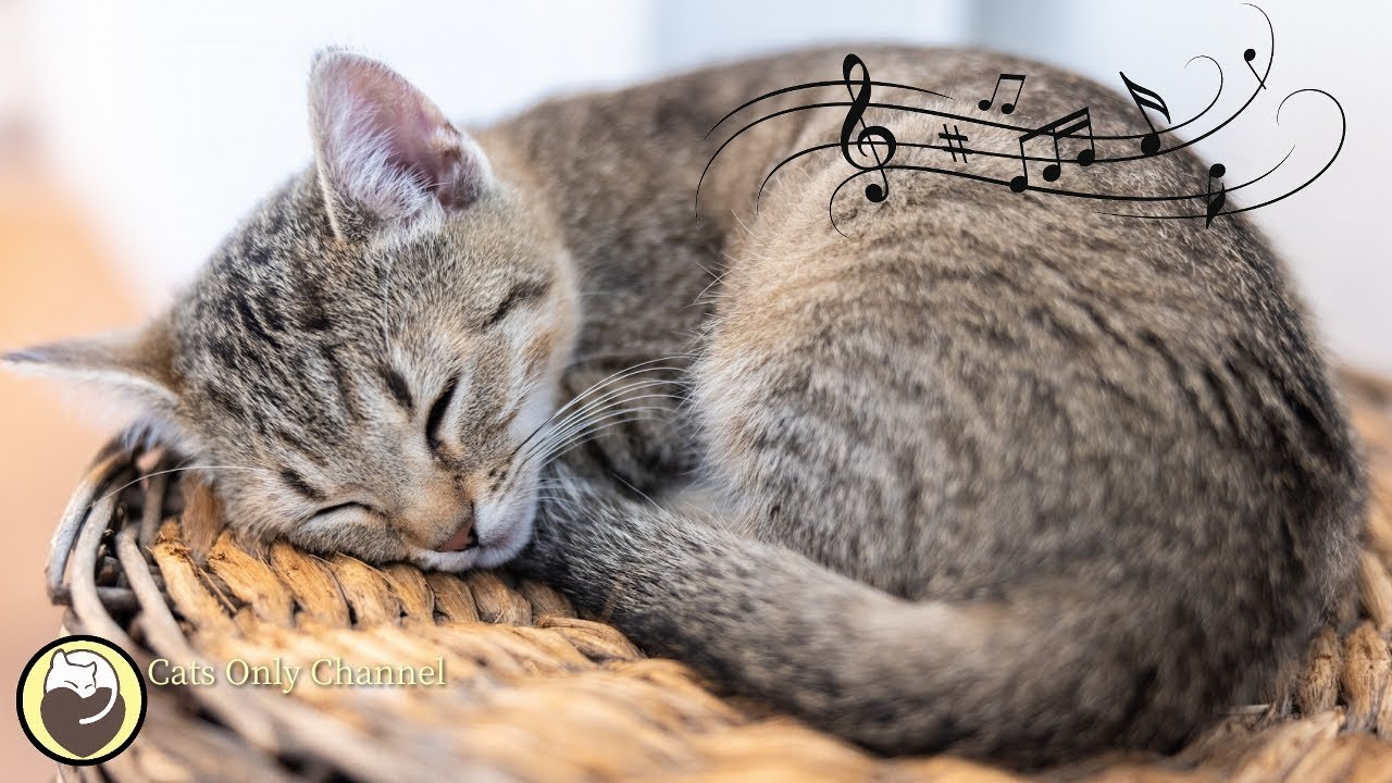 music that calms cats