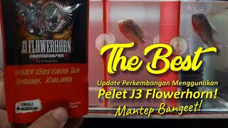 Perkembangan Menggunakan @J3flowerhorn || The Best Abis BRO!