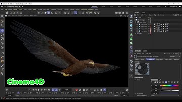 Realistic Animated Golden Eagle
