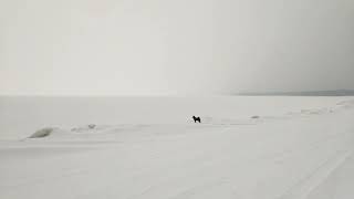 Schipperke Puppy Vince Walks on a Snowy Beach by Vince Schipperke 290 views 2 years ago 51 seconds