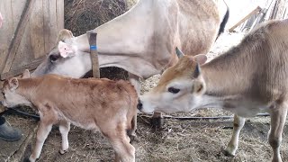 Время пришло! Ёлка первый день пошла в поле и сбежала,ели догнали😆