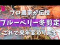 【プロ直伝】ブルーベリーの良い実を成らせる冬剪定を実演!(鉢植え・地植え)