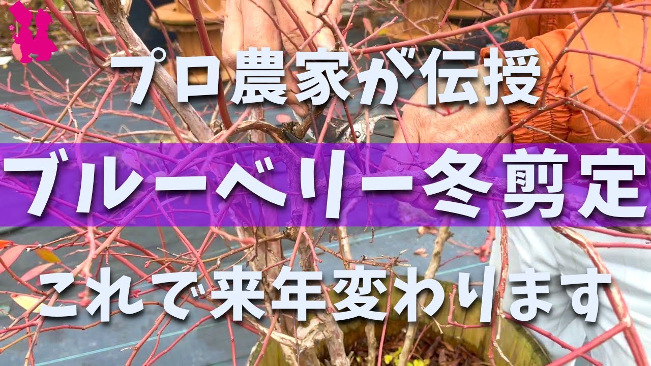 プロ直伝 ブルーベリーの良い実を成らせる冬剪定を実演 鉢植え 地植え Youtube プロ直伝 ブルーベリーの良い実を成らせる冬剪定を実演 鉢植え 地植え Youtube