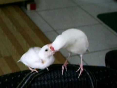 毛毛妳~有沒有那麼餓阿‧‧‧