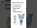 Plant tissue Quick and Easy to understand.........